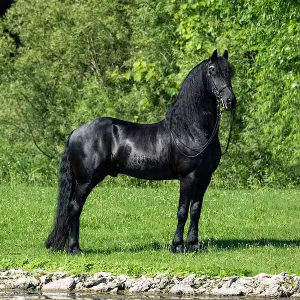 Alzada de Caballo Frisón de color negro Azabache.