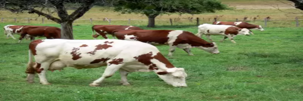 Vaca-Raza-montbeliarde