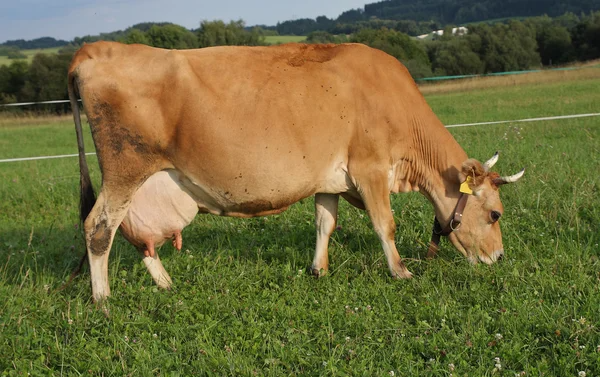 jersey vaca lechera de color marron claro