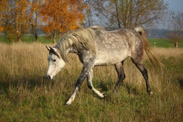 Caballo arabe