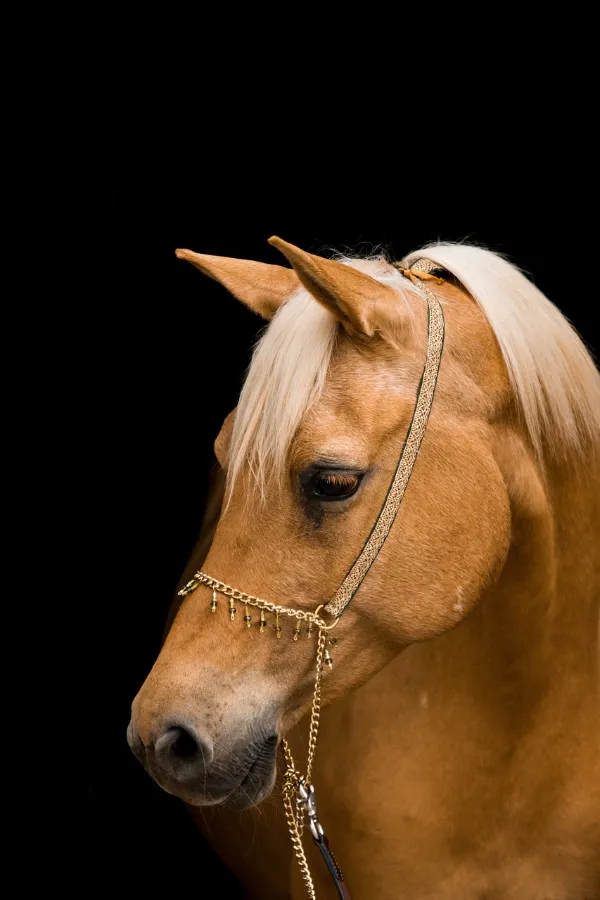 Caballo arabe de color bayo