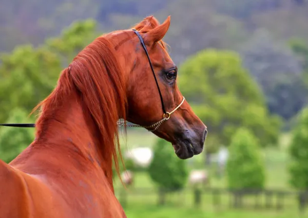 Cabeza pequea y convexa caracteristica unica del caballo arabe