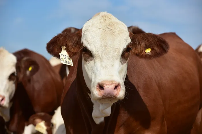 Vaca braford