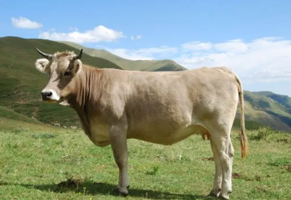 bovino parda alpina