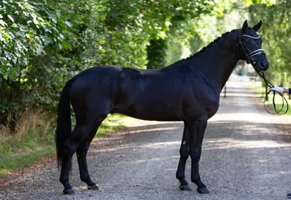 caballo trakehner de color negro