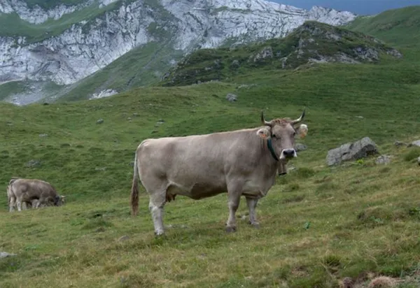vaca parda alpina de color marron con tonalidades