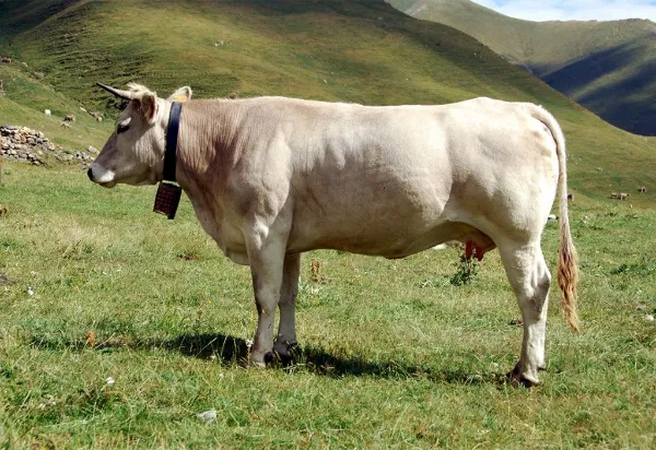 vaca parda alpina lechera
