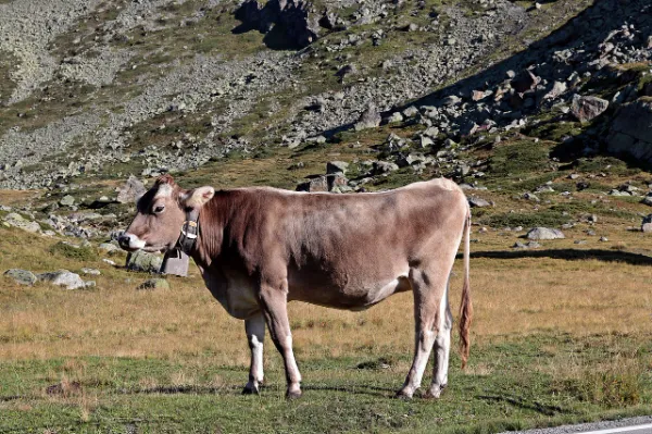 Vaca parda alpina