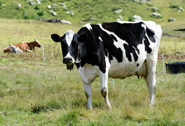 vaca taurina
