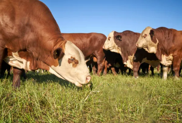 vacas braford comiendo pasto