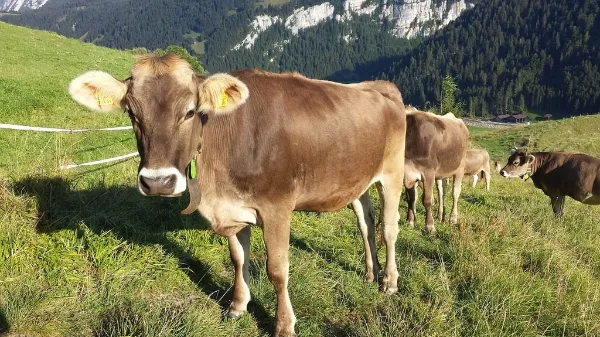 vacas parda alpina