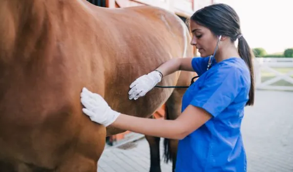 Examen clinico del caballo
