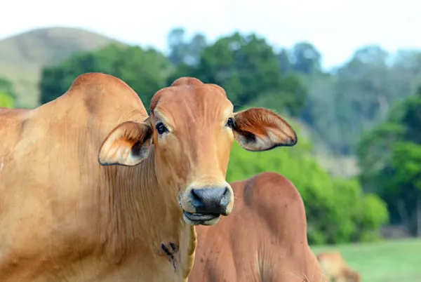 Vaca brahman rojo