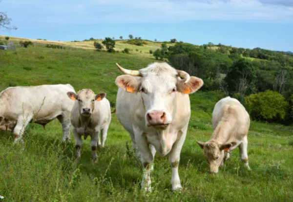 ganado charolais