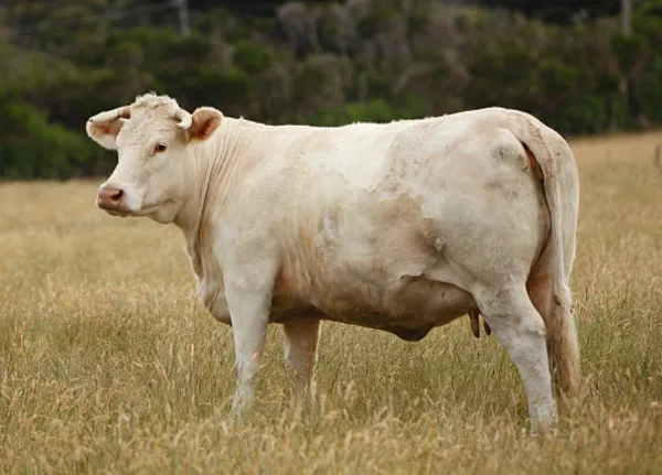 raza charolais