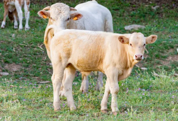 ternero charolais