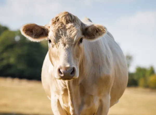 vaca charolesa