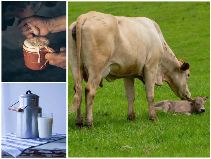 Enfermedad brucelosis que afecta a las vacas