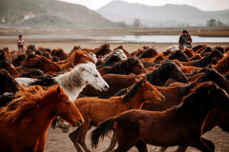 todas las razas de caballos del mundo