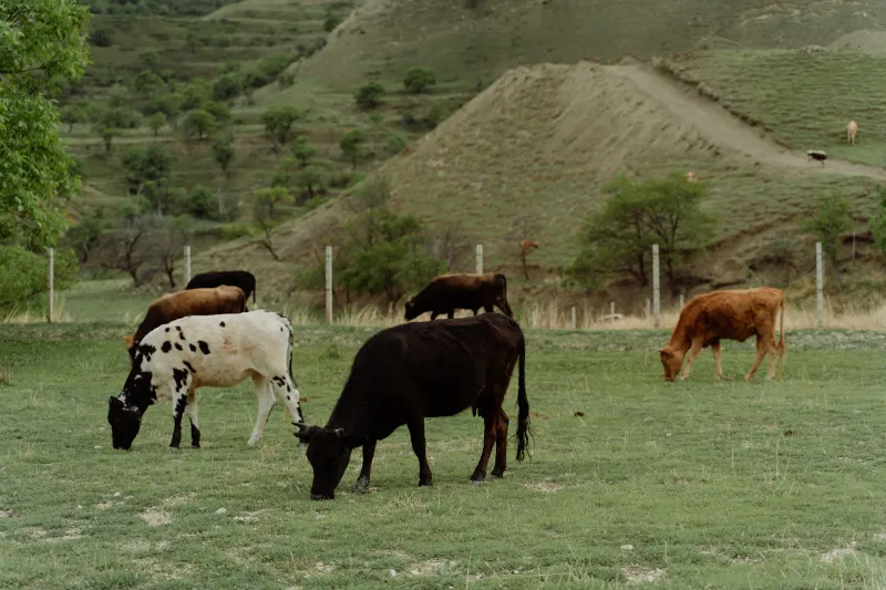 vacas de carne angus y normando